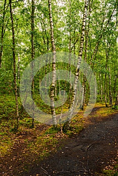 Path through a wonderful green birch grove