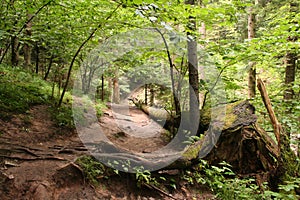 Path in the wood