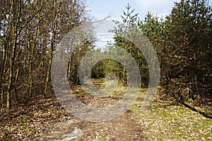 Path into a wood nature reserve