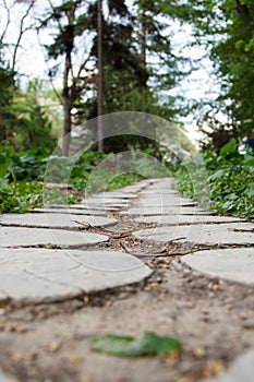 Path of wooden chocks among trees in park