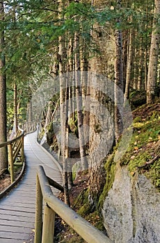 Path of wooden planks among the forest photo