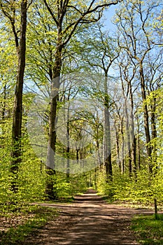 Path in woodland near Hilverbeek in Spanderswoud between Hilversum and \'s Graveland, Netherlands