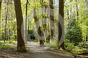 Path in woodland near Hilverbeek in Spanderswoud between Hilversum and \'s Graveland, Netherlands