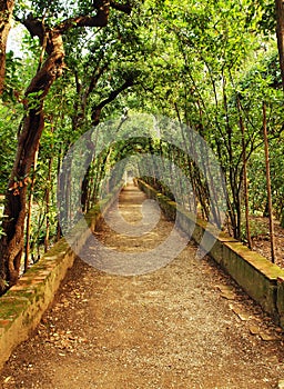 La strada attraverso foreste un alberi 