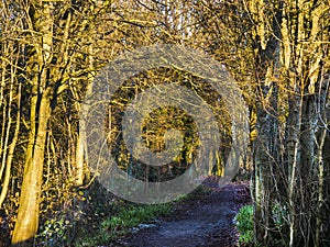 Path on a woodland walk in Burnley Lancashire England