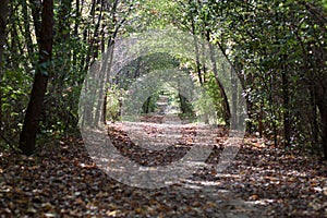 Path through the Woods