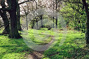 Path In The Woods