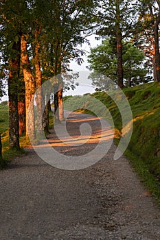 Path through the woods with afternoon sunlight through the trees