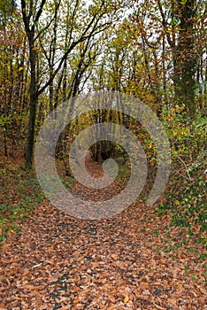 Path in the woods, Angera Lake Maggiore