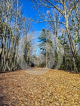 Path in Woods with Autumn Leaves