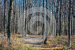 Path Through Woods of Bare Trees in Forest