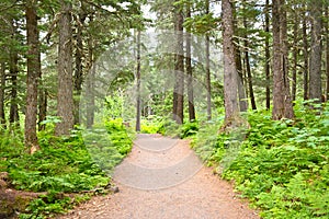 Path into the Woods