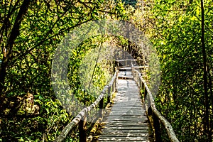 Path in woods, doi inthanon , chiangmai Thailand