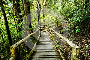 Path in woods, doi inthanon , chiangmai Thailand