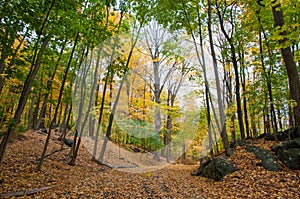 Path in the woods with fall foliage