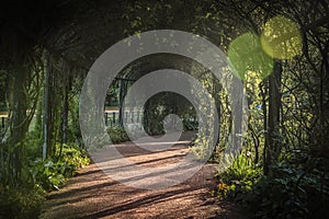Path Through the Woods - Hyde Park Rose Garden, London photo