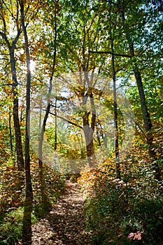 Path in the woods, late afternoon, autumn