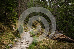 A path in the woods of Lenzerheide in the Swiss Alps in summer - 6