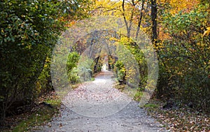 Path in woods lined with late autumn colored trees leading to the water