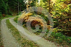 A path in the woods in the mountains