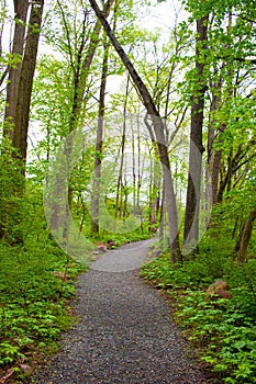 Path of the woods in Pigeon Creek