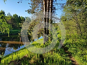 Path in the woods. River in spring forest. Beautiful spring