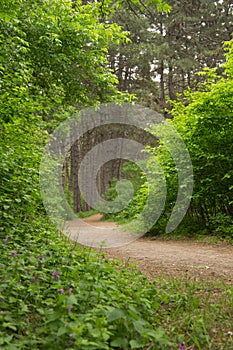 path in the woods