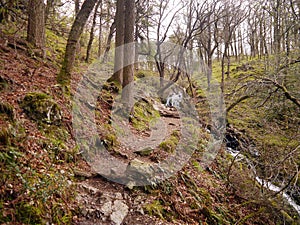 Path in woods by small beck