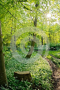 a path through the woods on a sunny day with trees in the foreground