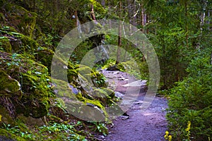 Path in the woods of Tyrol four