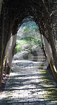 Path in the woods under a tunnel made by trees