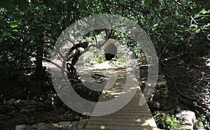 Path in the woods with wooden bridge