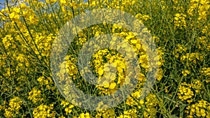 Path through Yellow field of rape, Rapeseed oil flowers, Brassica napus.