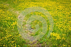 Path through the yellow field