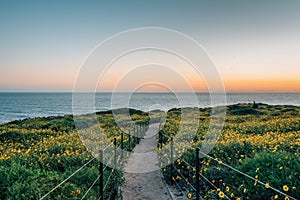 Path and yellow flowers at sunset, at Dana Point Headlands Conservation Area, in Dana Point, Orange County, California