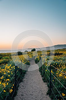 Path and yellow flowers at sunset, at Dana Point Headlands Conservation Area, in Dana Point, Orange County, California