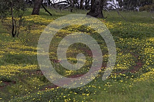 Path through yellow wildflowers and grass in Western Australia