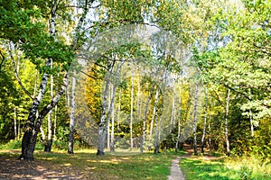 Path in yellowing birch grove in green city park