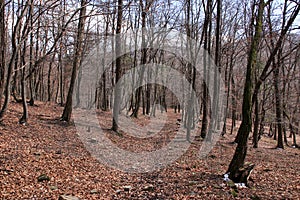 Path in a young beech forest in the spring