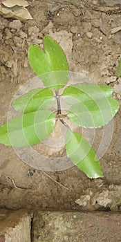 Pathar chatta aurvedic plant image