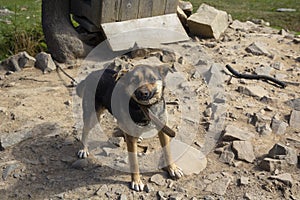 Pathetic hungry domestic dog on a chain near a kennel