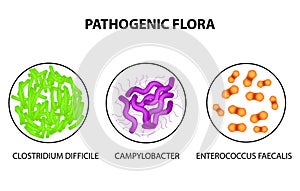 Pathogenic flora. Clostridium difficile, Campylobacter, Enterococcus faecalis. Infographics. Vector illustration photo