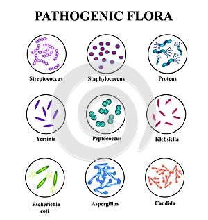 Pathogenic flora in the intestine. colon. infographics. photo