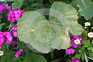 Pathogenic fungus Puccinia malvacearum or hollyhock rust on leaf of Alcea rosea