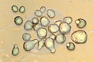 Pathogenic yeast fungus Cryptococcus