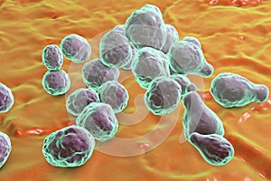 Pathogenic yeast fungus Cryptococcus