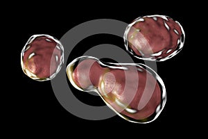 Pathogenic yeast fungus Cryptococcus neoformans