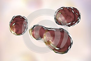 Pathogenic yeast fungus Cryptococcus neoformans