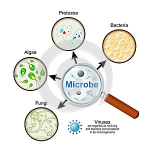 pathogens through a magnifying glass. Microorganisms. Microbe