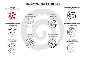 The pathogens of tropical infections photo